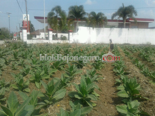 Disperta Ajukan Bantuan Bibit Tembakau 3 Kilogram Untuk Petani